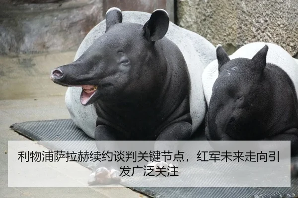 利物浦萨拉赫续约谈判关键节点，红军未来走向引发广泛关注